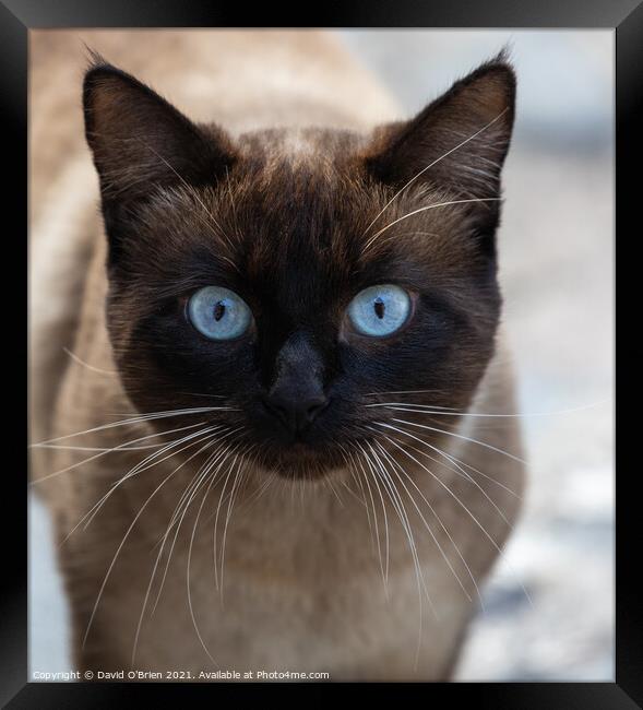 Blue-eyed cat Framed Print by David O'Brien