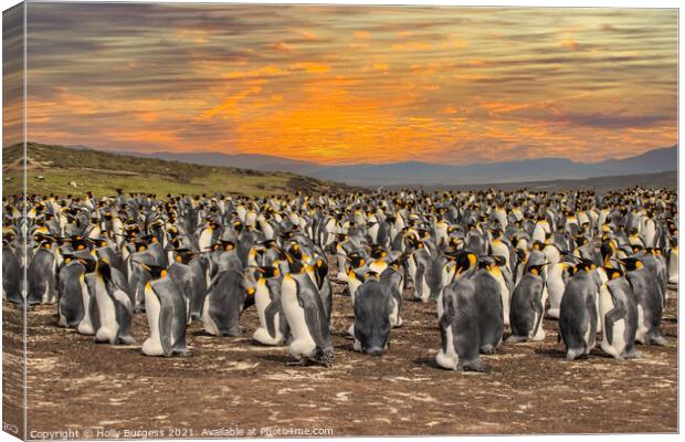 King Penguins' Haven, Falkland Islands Canvas Print by Holly Burgess