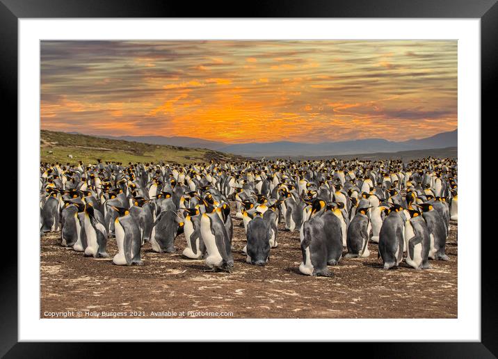 King Penguins' Haven, Falkland Islands Framed Mounted Print by Holly Burgess