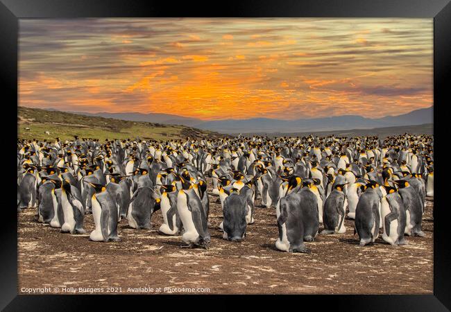King Penguins' Haven, Falkland Islands Framed Print by Holly Burgess