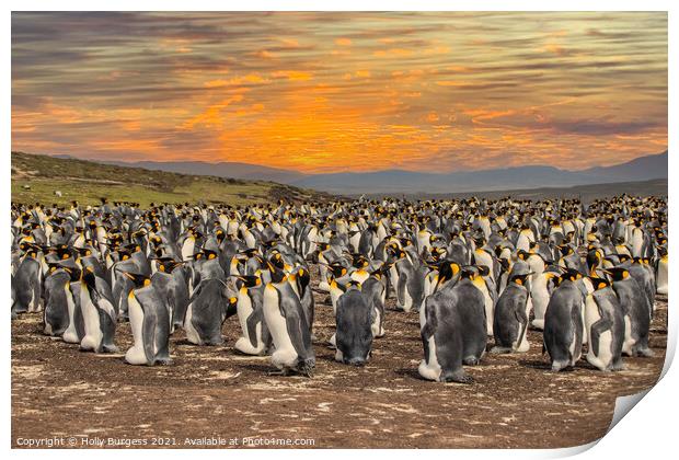 King Penguins' Haven, Falkland Islands Print by Holly Burgess