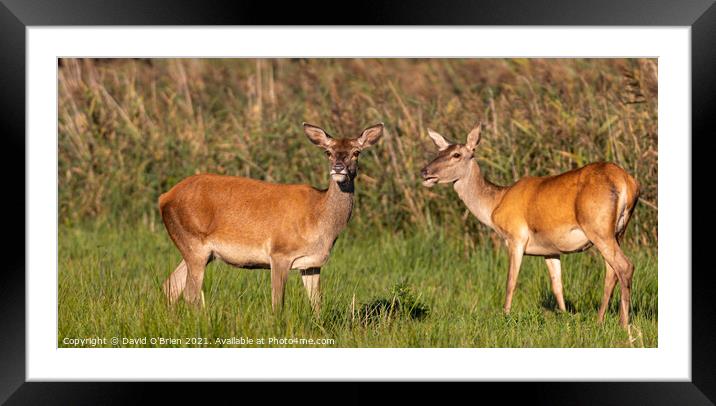 Two Red Deer Hinds Framed Mounted Print by David O'Brien