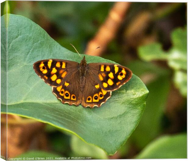 Speckled Wood Butterfly Canvas Print by David O'Brien