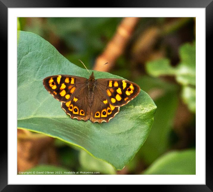 Speckled Wood Butterfly Framed Mounted Print by David O'Brien