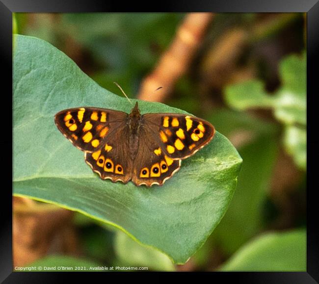 Speckled Wood Butterfly Framed Print by David O'Brien