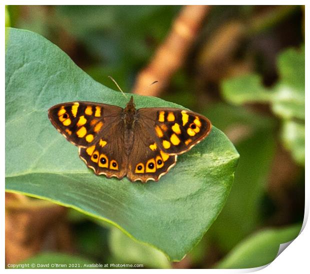 Speckled Wood Butterfly Print by David O'Brien