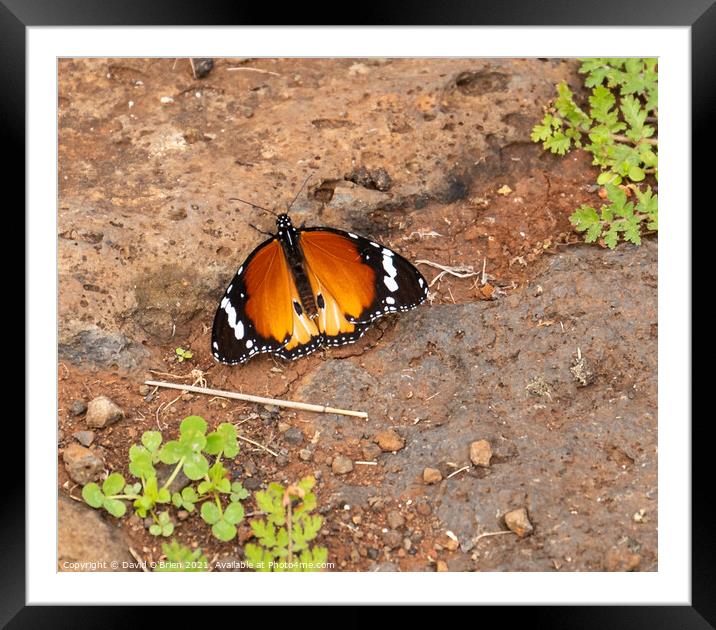 Plain tiger, common tiger, African monarch Butterfly Framed Mounted Print by David O'Brien