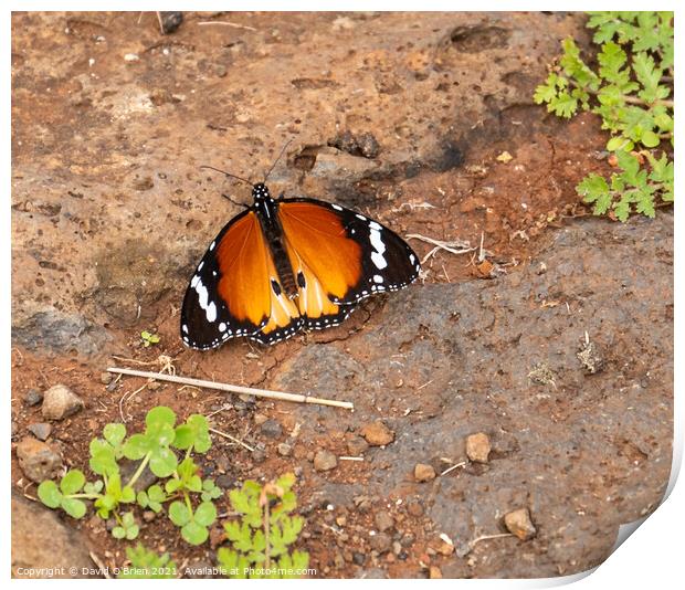 Plain tiger, common tiger, African monarch Butterfly Print by David O'Brien