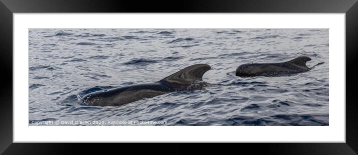 Pilot Whales Framed Mounted Print by David O'Brien