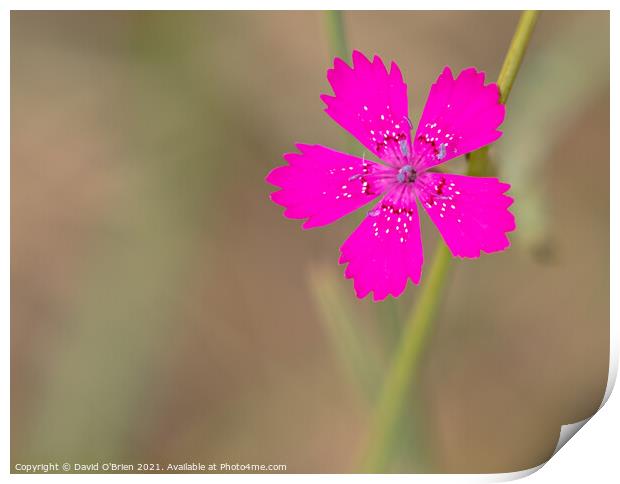 Maiden Pink Print by David O'Brien