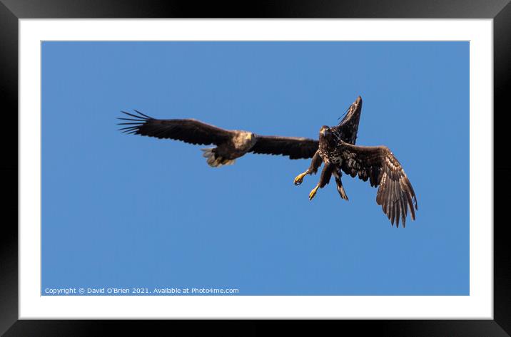 White-tailed Eagles Framed Mounted Print by David O'Brien