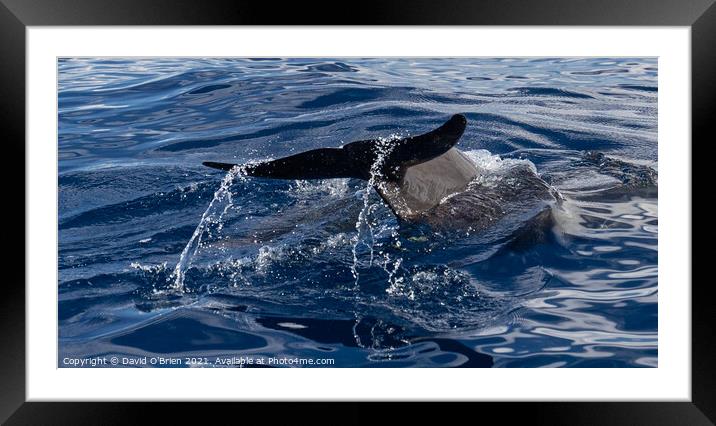 Pilot Whale's tail Framed Mounted Print by David O'Brien