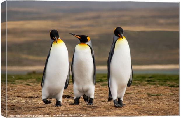 King Penguins Falkland Islands South Atlantic archipelago. Canvas Print by Holly Burgess