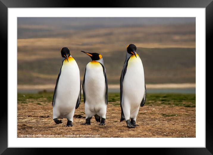 King Penguins Falkland Islands South Atlantic archipelago. Framed Mounted Print by Holly Burgess