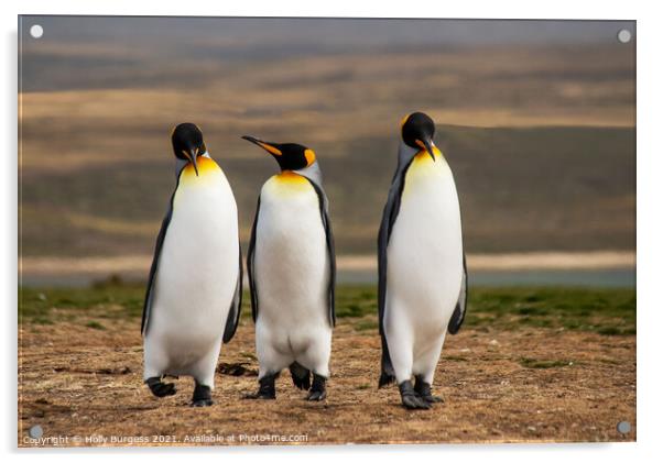 King Penguins Falkland Islands South Atlantic archipelago. Acrylic by Holly Burgess