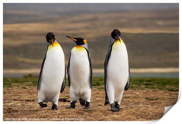 King Penguins Falkland Islands South Atlantic archipelago. Print by Holly Burgess