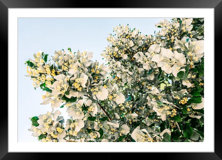 Lime Tree Flowers In Spring Framed Mounted Print by Radu Bercan