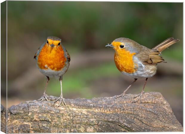 Two robins standing on a log  Canvas Print by Vicky Outen