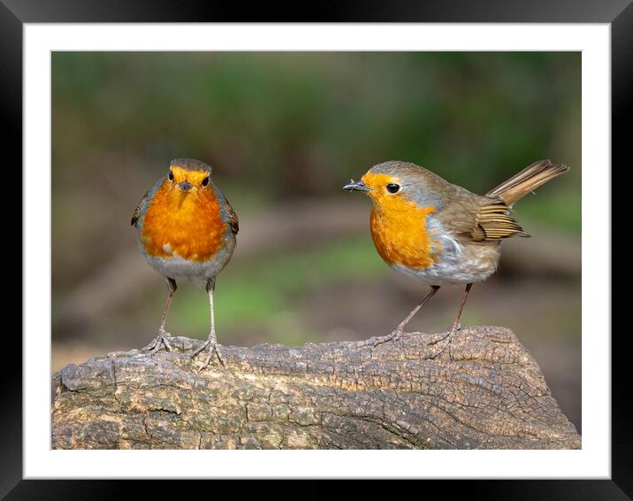 Two robins standing on a log  Framed Mounted Print by Vicky Outen