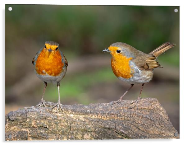 Two robins standing on a log  Acrylic by Vicky Outen