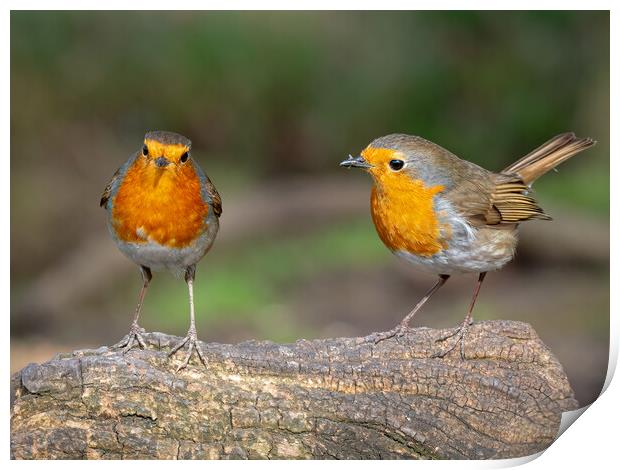 Two robins standing on a log  Print by Vicky Outen