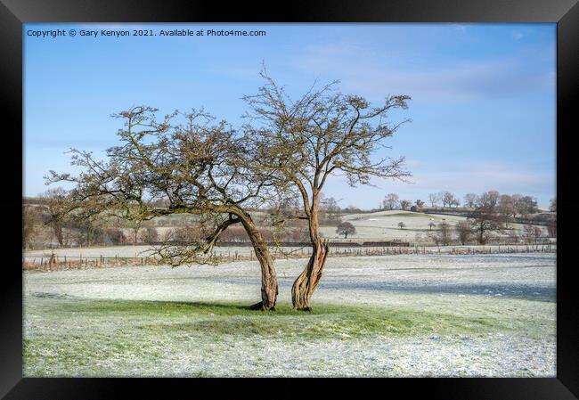 Two Tree's in a snowy field Framed Print by Gary Kenyon