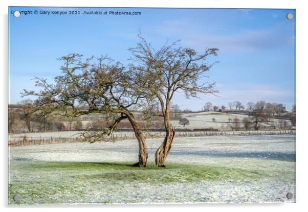Two Tree's in a snowy field Acrylic by Gary Kenyon