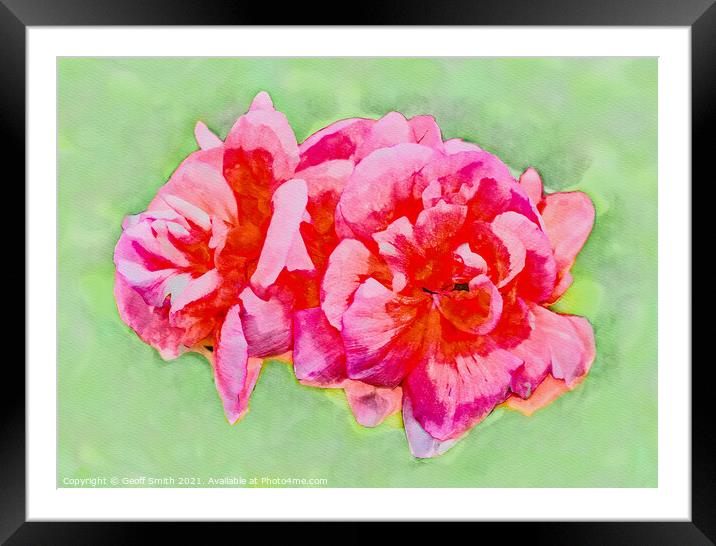 Pinky Red Zonal Geraniums Painterly Framed Mounted Print by Geoff Smith