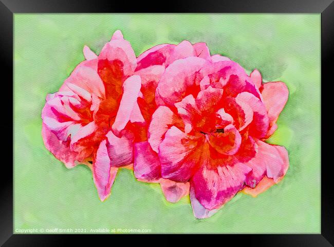 Pinky Red Zonal Geraniums Painterly Framed Print by Geoff Smith