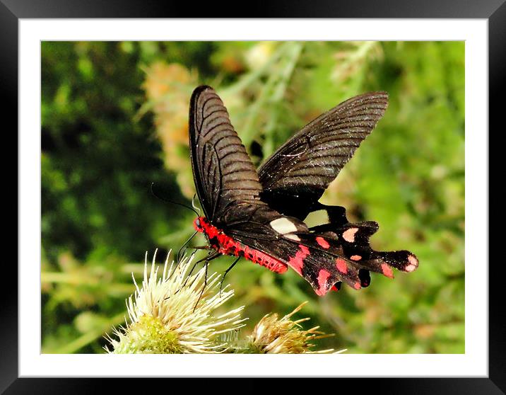 butterfly Framed Mounted Print by Kamal Joshi