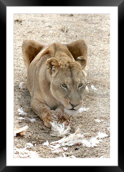 The Lioness Framed Mounted Print by Hush Naidoo