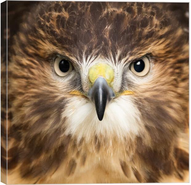 Red Tailed Buzzard Portrait. Canvas Print by Tommy Dickson