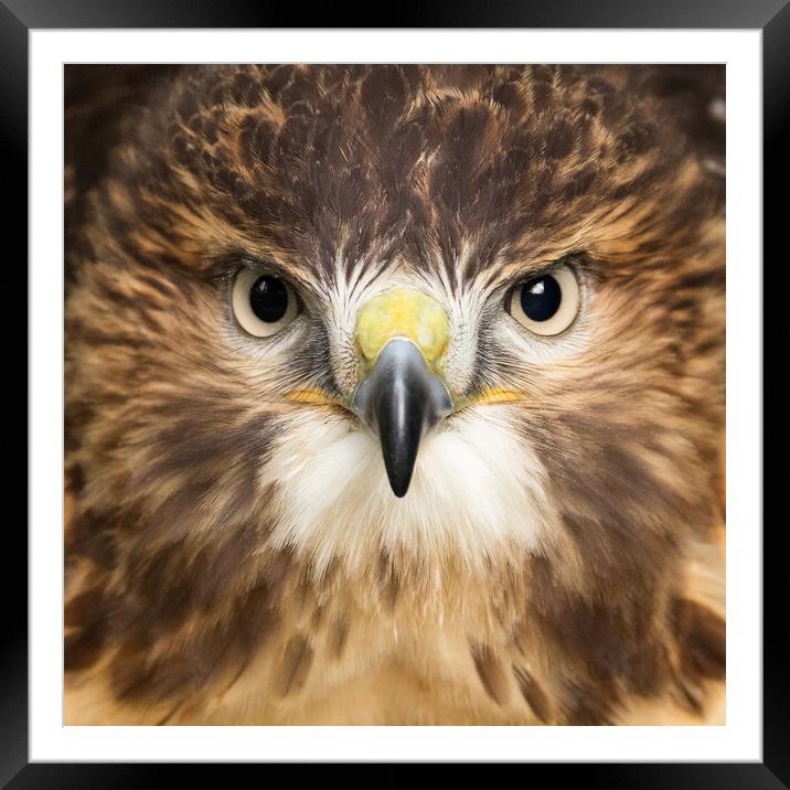 Red Tailed Buzzard Portrait. Framed Mounted Print by Tommy Dickson