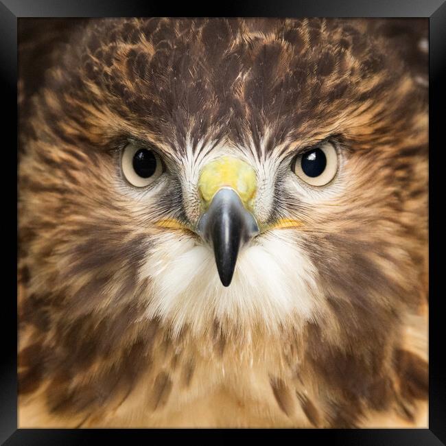 Red Tailed Buzzard Portrait. Framed Print by Tommy Dickson