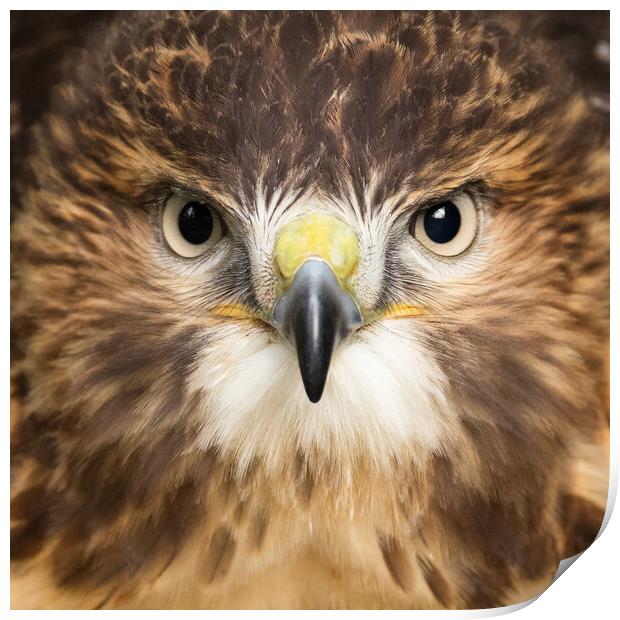 Red Tailed Buzzard Portrait. Print by Tommy Dickson