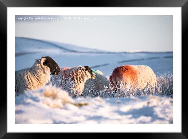 Sheep adding a bit of colour to the landscape  Framed Mounted Print by Christopher Shoults