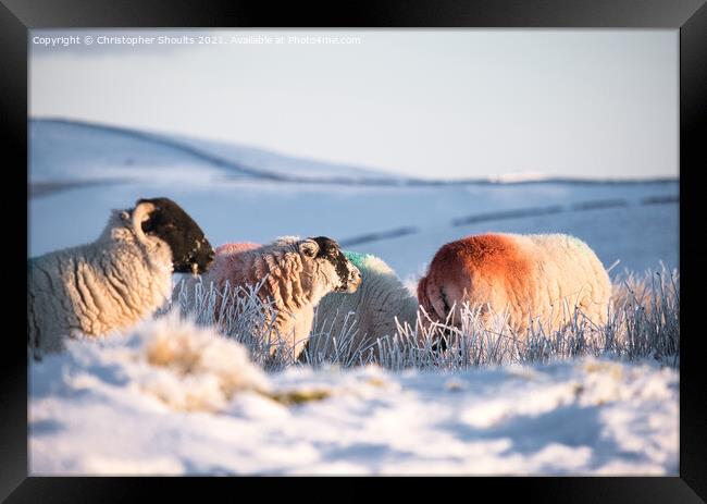 Sheep adding a bit of colour to the landscape  Framed Print by Christopher Shoults