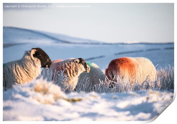 Sheep adding a bit of colour to the landscape  Print by Christopher Shoults