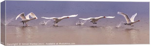Majestic Swan taking off sequence Canvas Print by Simon Marlow