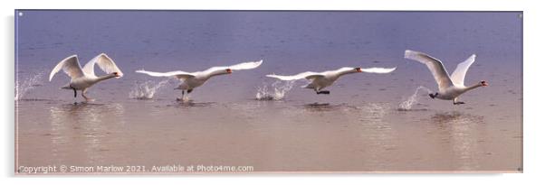 Majestic Swan taking off sequence Acrylic by Simon Marlow