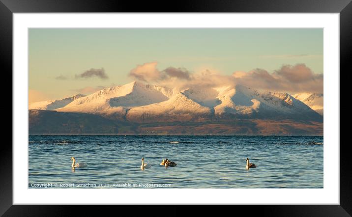 Majestic Swans in Winter Wonderland Framed Mounted Print by Robert Strachan
