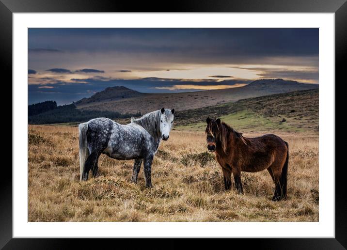 Dartmoor Ponies, Devon, UK. Framed Mounted Print by Maggie McCall