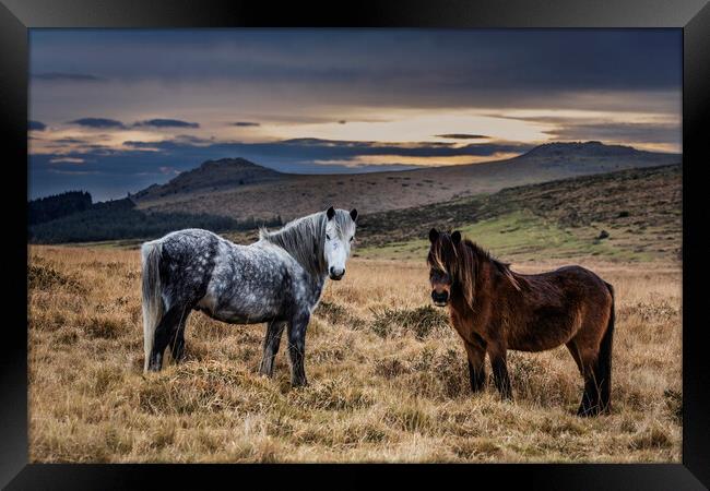 Dartmoor Ponies, Devon, UK. Framed Print by Maggie McCall