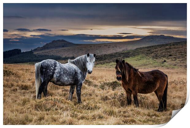 Dartmoor Ponies, Devon, UK. Print by Maggie McCall