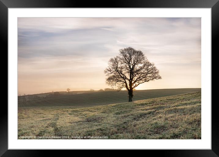 A lone tree Framed Mounted Print by Daryl Peter Hutchinson