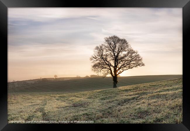 A lone tree Framed Print by Daryl Peter Hutchinson