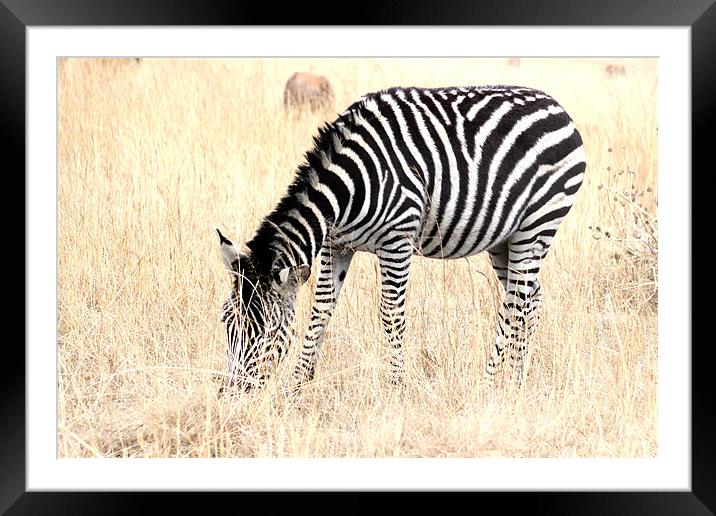 The Solitary Zebra Framed Mounted Print by Hush Naidoo