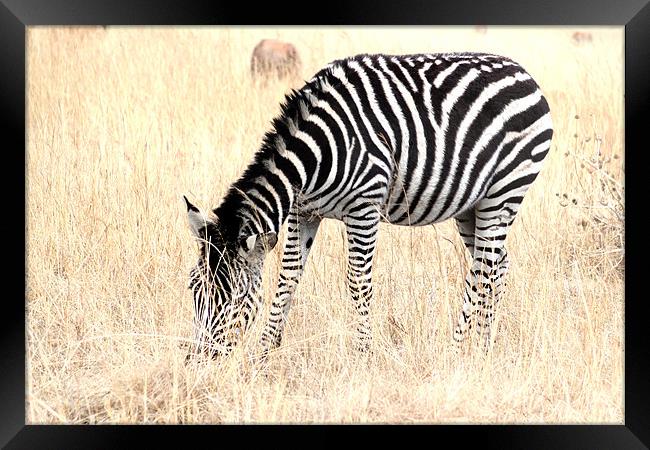 The Solitary Zebra Framed Print by Hush Naidoo
