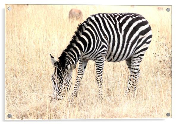 The Solitary Zebra Acrylic by Hush Naidoo