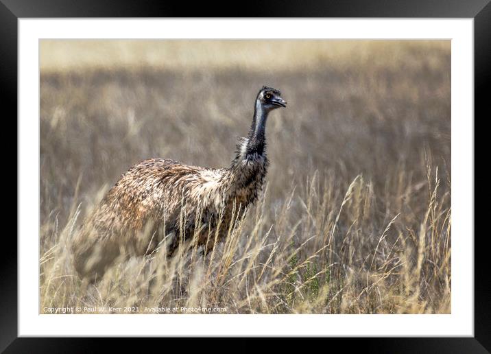 Old man emu ... Framed Mounted Print by Paul W. Kerr